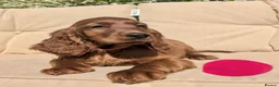 Irish Setter dogs for sale: KC registered Irish Setter Puppies  - Advert 17