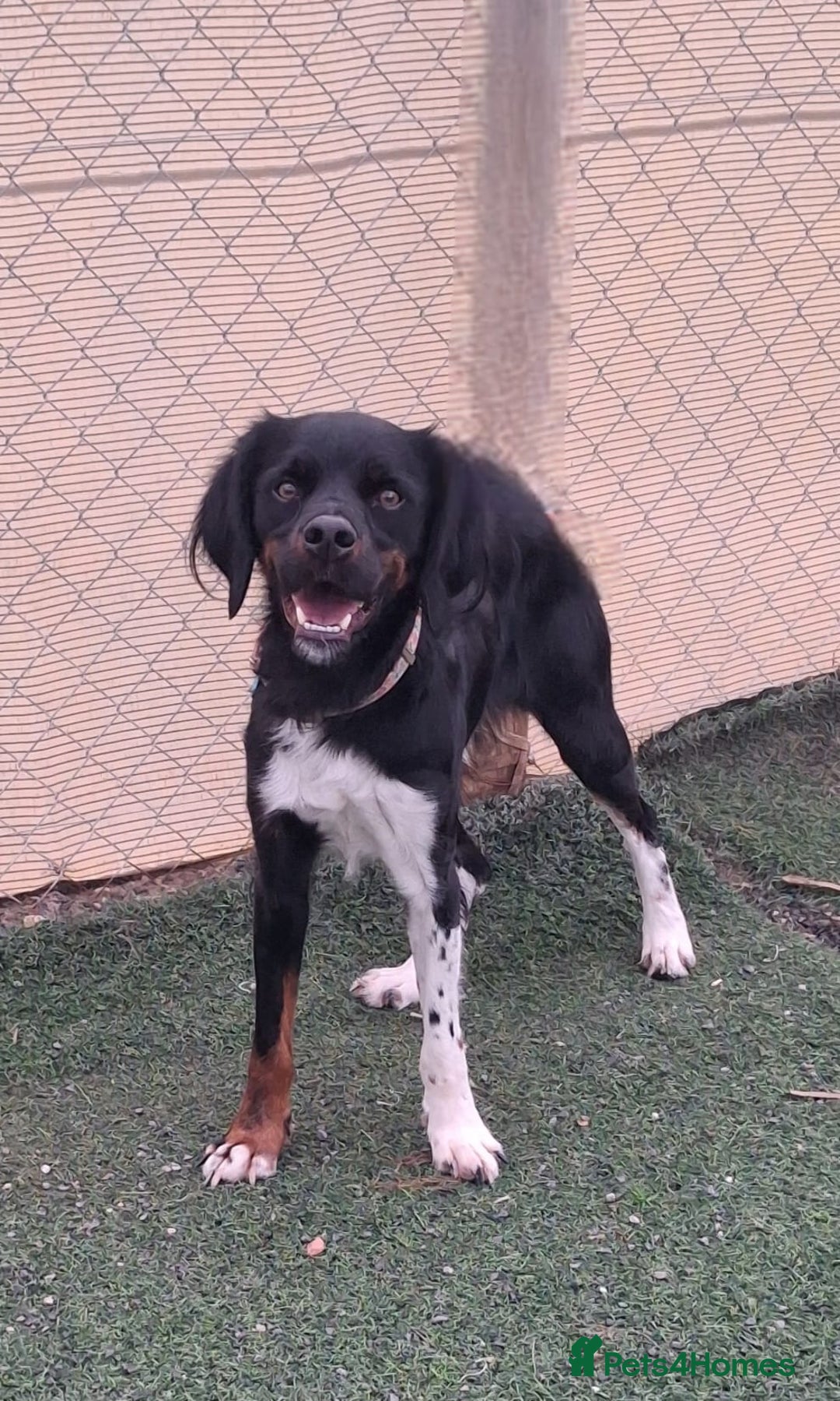 Mixed Breed dogs for adoption: Be BROODY's Best Friend.... - Advert 11