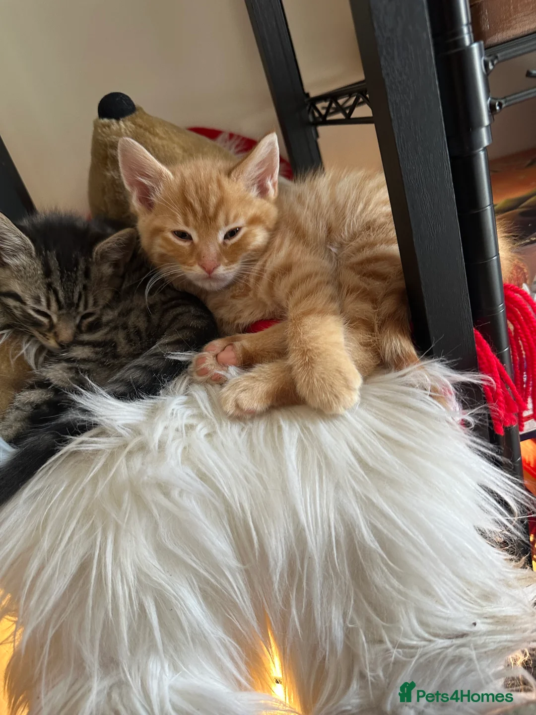Mixed Breed cats for sale: Beautiful Kittens 2 Tabby and 1 Ginger - Advert 23