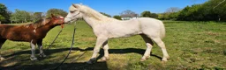 Welsh Section D horses for sale: Palomino Welsh pb colt  - Advert 8