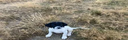 Sprollie dogs for sale: Gorgeous Sprollie puppies - Advert 4