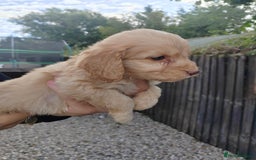 Cockapoo dogs for sale: Cookerpoo - Image 9