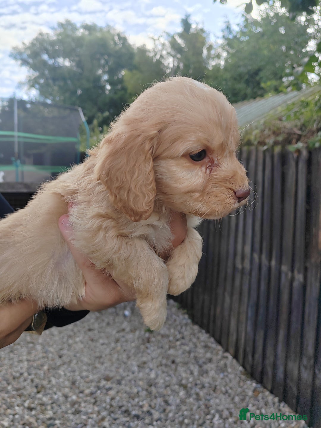 Cockapoo dogs for sale: Cookerpoo - Image 9