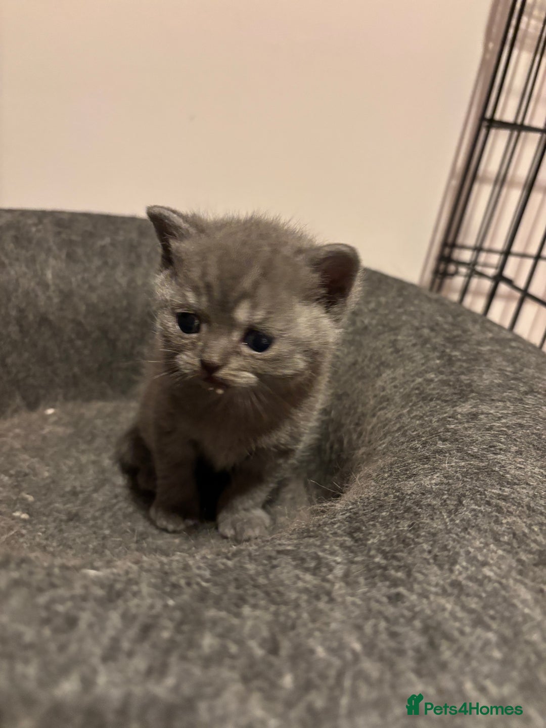 Mixed Breed cats for sale: Adorable kittens for sale - Advert 3