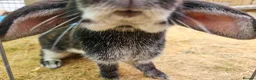 Mixed Breed rabbits for sale: Rescue a lovely bunny - Evangeline - Advert 4