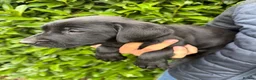 Labrador Retriever dogs for sale: Working pedigree Labrador retreiver in Maidstone - Advert 3