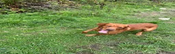 Labrador Retriever dogs for sale: Fox red Labrador is looking for new home  in Saint Austell - Advert 2