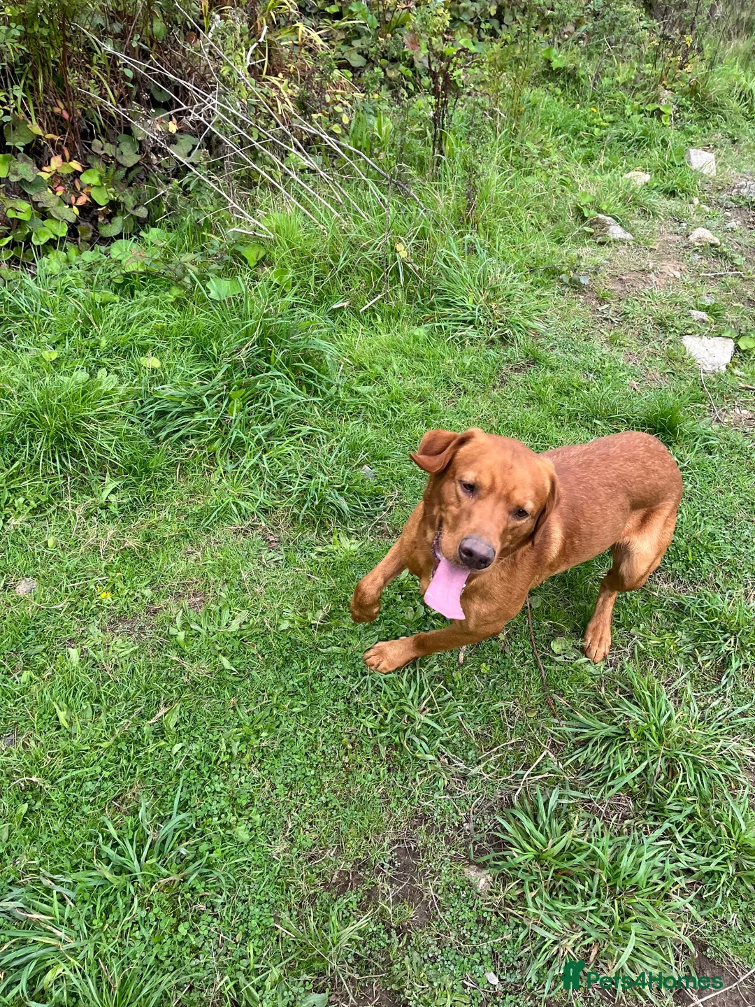 Labrador Retriever dogs for sale: Fox red Labrador is looking for new home  in Saint Austell - Advert 2