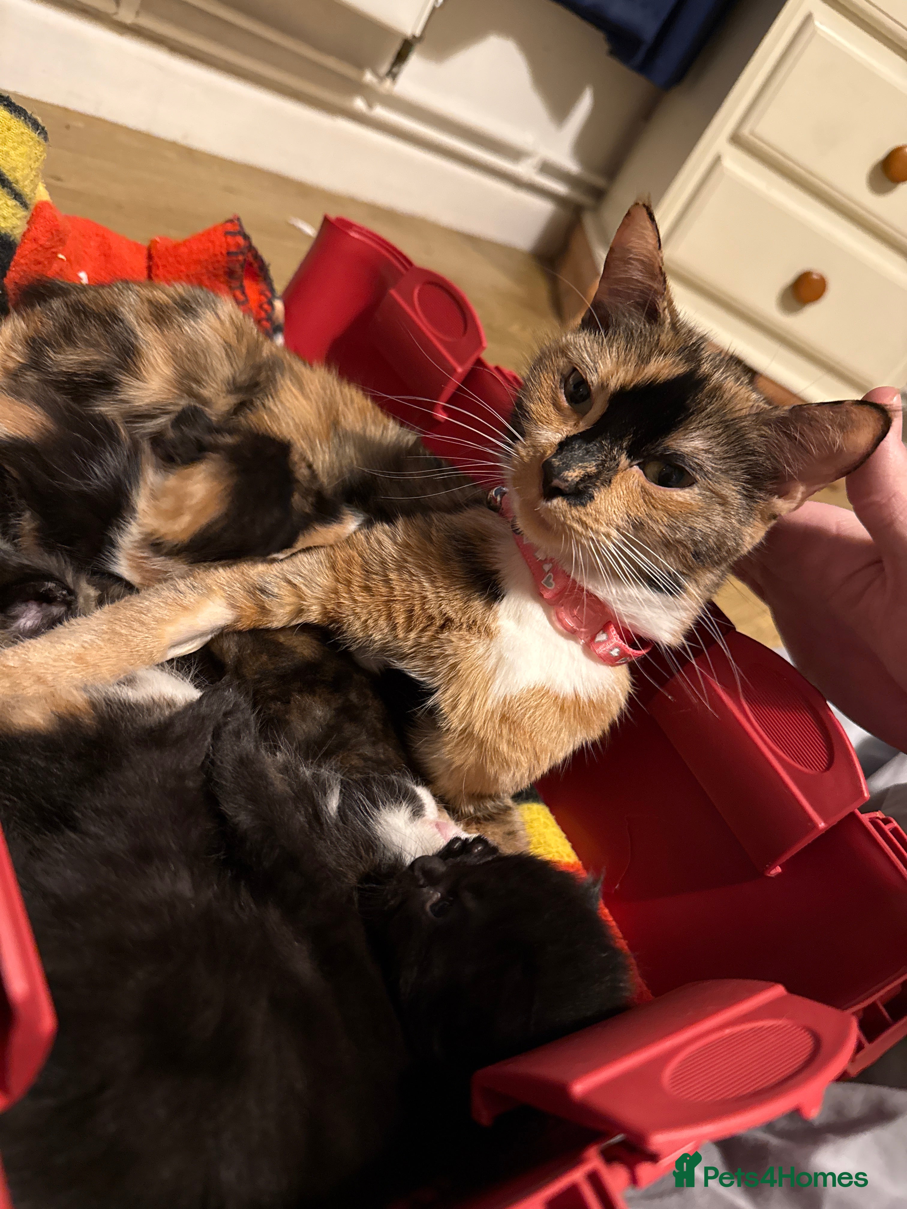 Mixed Breed cats Mixed bread kittens for sale  - Advert 5