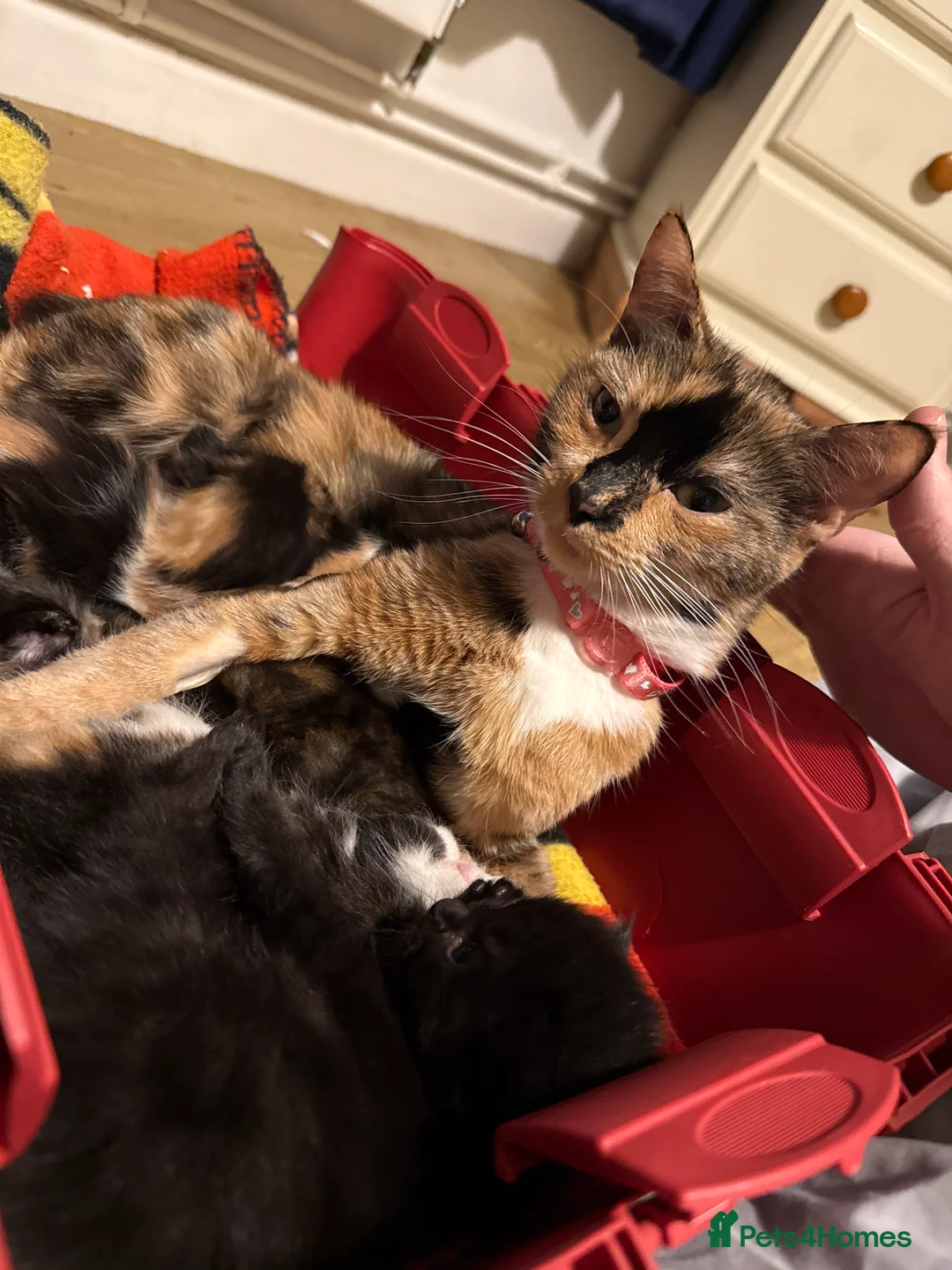 Mixed Breed cats for sale: Mixed bread kittens for sale  - Advert 1