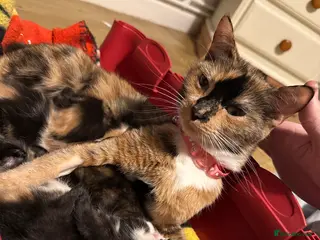 Mixed Breed cats Mixed bread kittens for sale - Advert 3