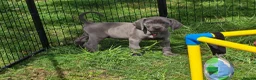 Weimaraner dogs for sale: ✨KC Weimaraner REDUCED GOING AWAY✨ - Advert 6