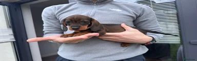 Dachshund Puppy 8