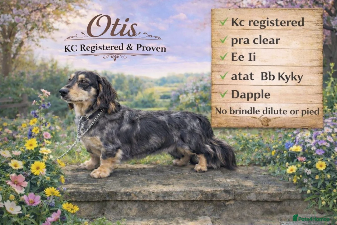 Miniature Dachshund dogs for stud: Otis long haired mini dachshund stud  - Advert 1