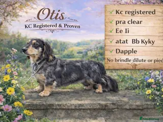 Miniature Dachshund dogs Otis long haired mini dachshund stud - Advert 1