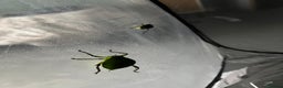 Stick Insects invertebrates for sale: Giant Hooded Katydid Nymphs - Advert 5