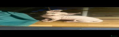 Sphynx elf