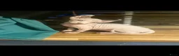 Sphynx cats for sale:     Exceptional Sphynx Kittens  - Advert 15