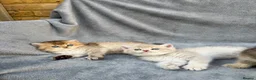 British Longhair cats for sale: Pedigree British shorthair & longhair golden  - Advert 11