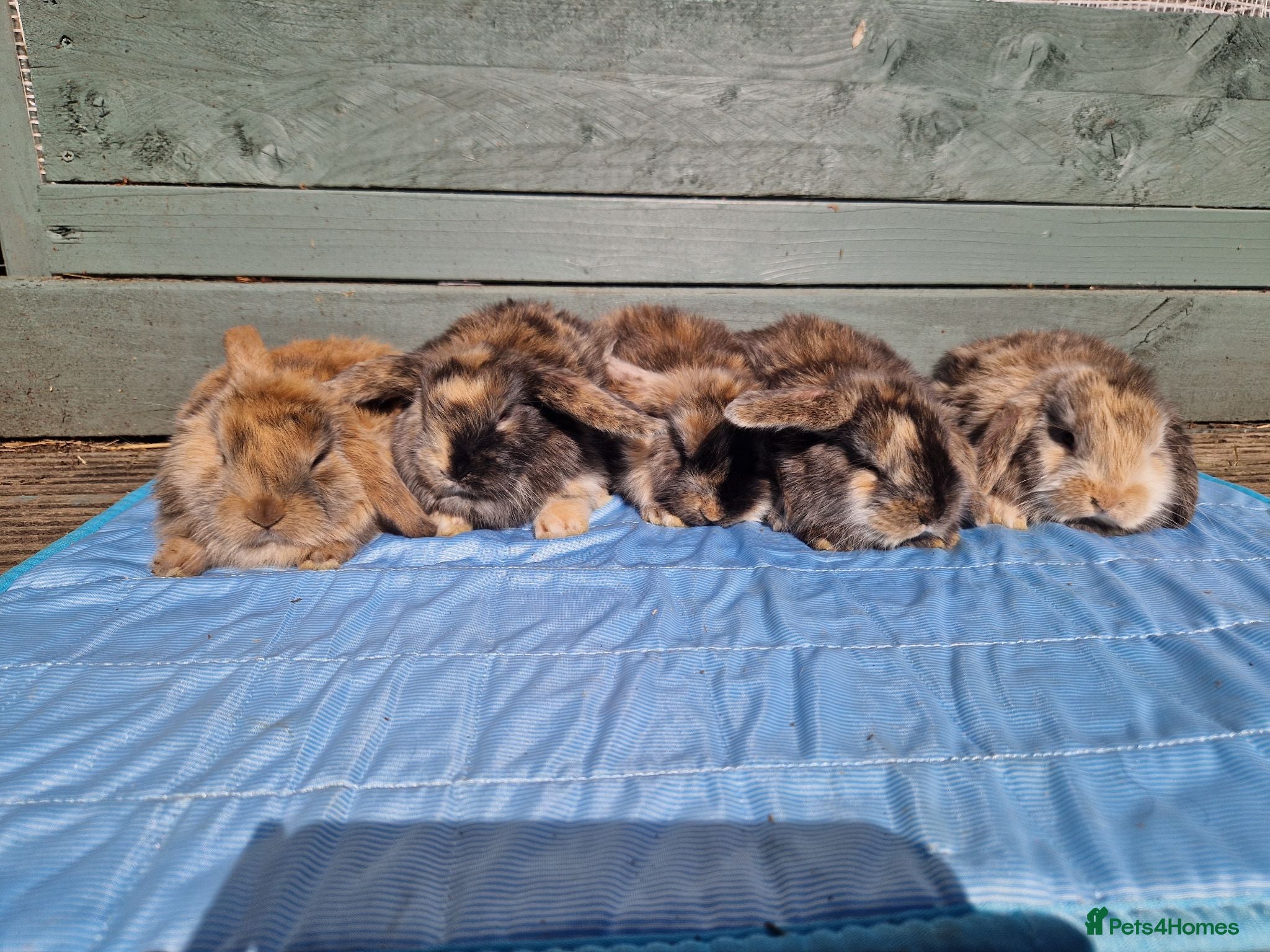 Dwarf Lop rabbits Dwarf Lops Ready 20th June - Advert 22