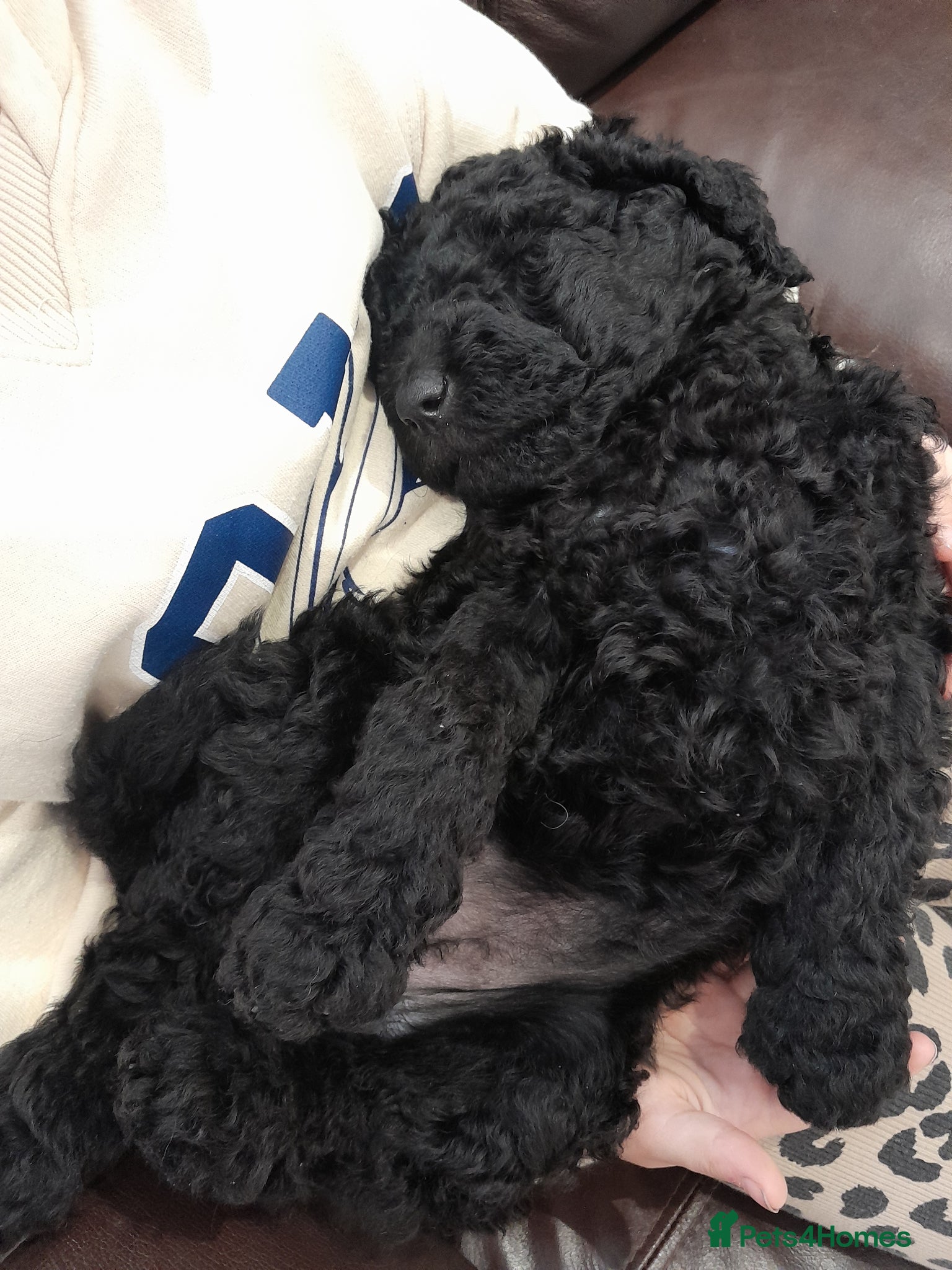 Goldendoodle dogs for sale: Gorgeous Goldendoodle puppies - Advert 3