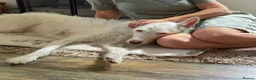 Ibizan Hound dogs for adoption: Babu - Stunning Spanish Podenco  - Advert 3
