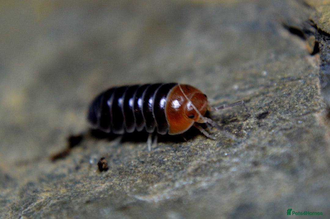 Isopods invertebrates for sale: Various Isopods Available. PLEASE READ FULL ADVERT - Advert 5