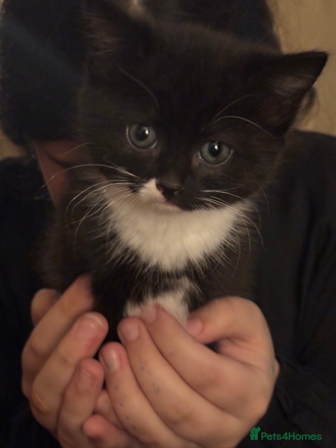 Mixed Breed cats for sale: Nearly ready to leave beautiful male kitten  - Advert 2