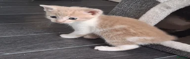Neeps