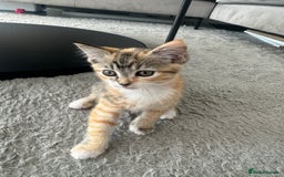 Ragdoll cats for sale: Mixed Ragdoll QUEEN💛 - Image 5