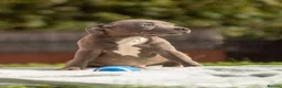 Staffordshire Bull Terrier dogs for sale: Top quality pedigree staff puppies  - Advert 11
