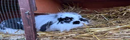 Mini Lion Lop rabbits for sale: Lionhead lion male  - Advert 2