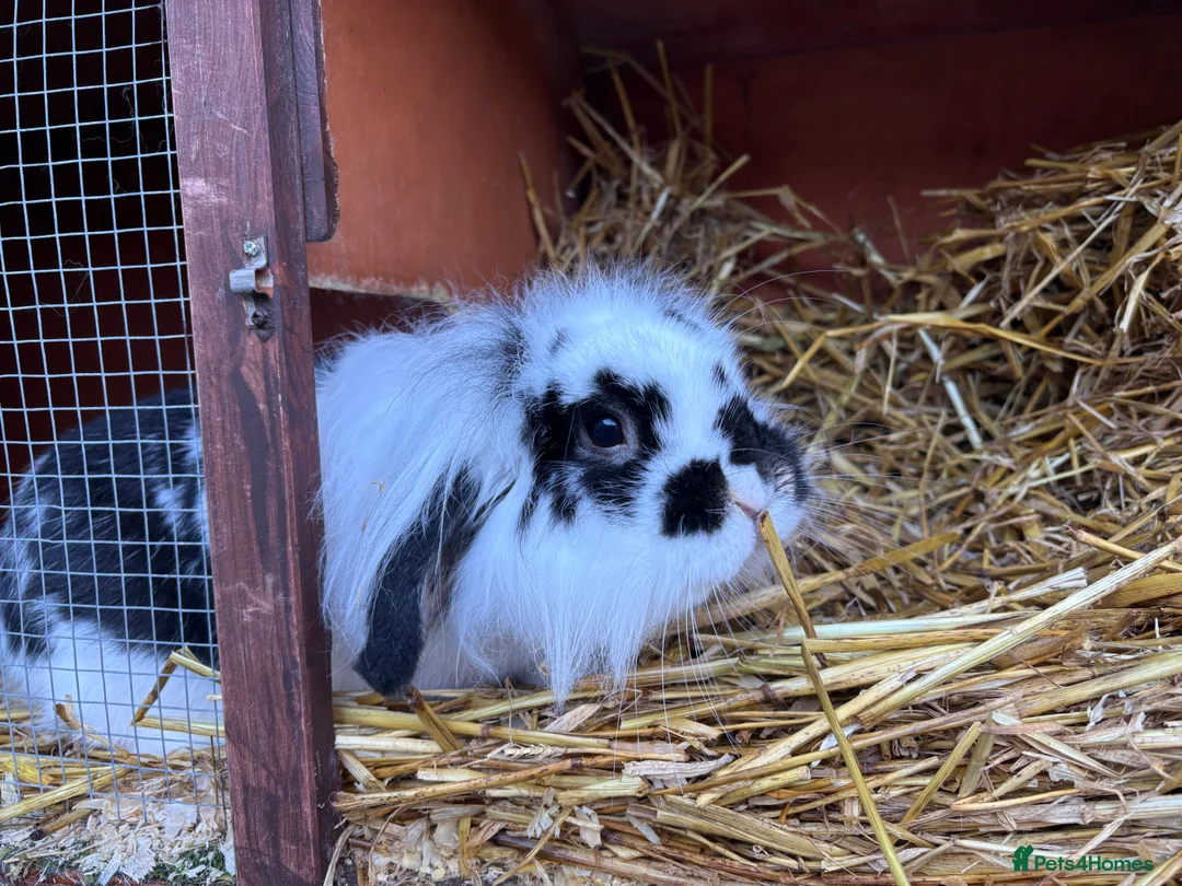 Mini Lion Lop rabbits for sale: Lionhead lion male  - Advert 2