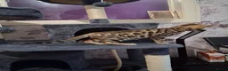 Bengal cats for sale: Tica reg. Bengal Kittens  - Advert 20