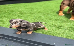 Dachshund dogs for sale: Blue Dapple miniature dachshund - Image 10