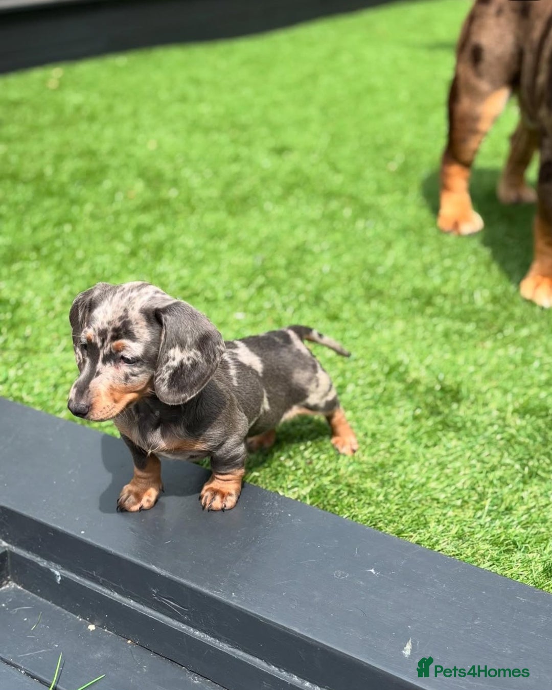 Dachshund dogs for sale: Blue Dapple miniature dachshund - Image 10