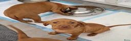 Hungarian Vizsla dogs for sale: READY TO LEAVE ,. 4 Beautiful girls left. - Advert 16