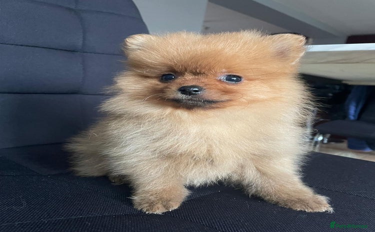 Pomeranian dogs - Advert 2