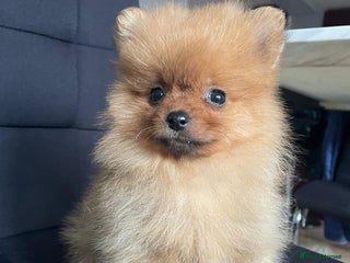 Pomeranian dogs Beautiful 🤩 Pomarenian puppies - Advert 1