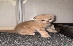 Scottish Fold cats for sale: 3 Adorable Scottish Fold Kittens🩷💙🩷 - Image 9
