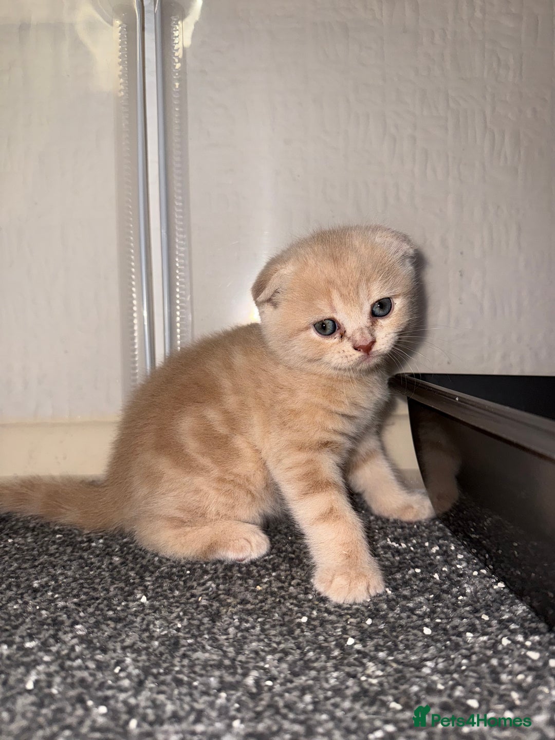Scottish Fold cats for sale: 3 Adorable Scottish Fold Kittens🩷💙🩷 - Image 9