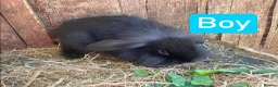 Mini Lion Lop rabbits for sale: Mini Lion Lop Babies & Mom  - Advert 4
