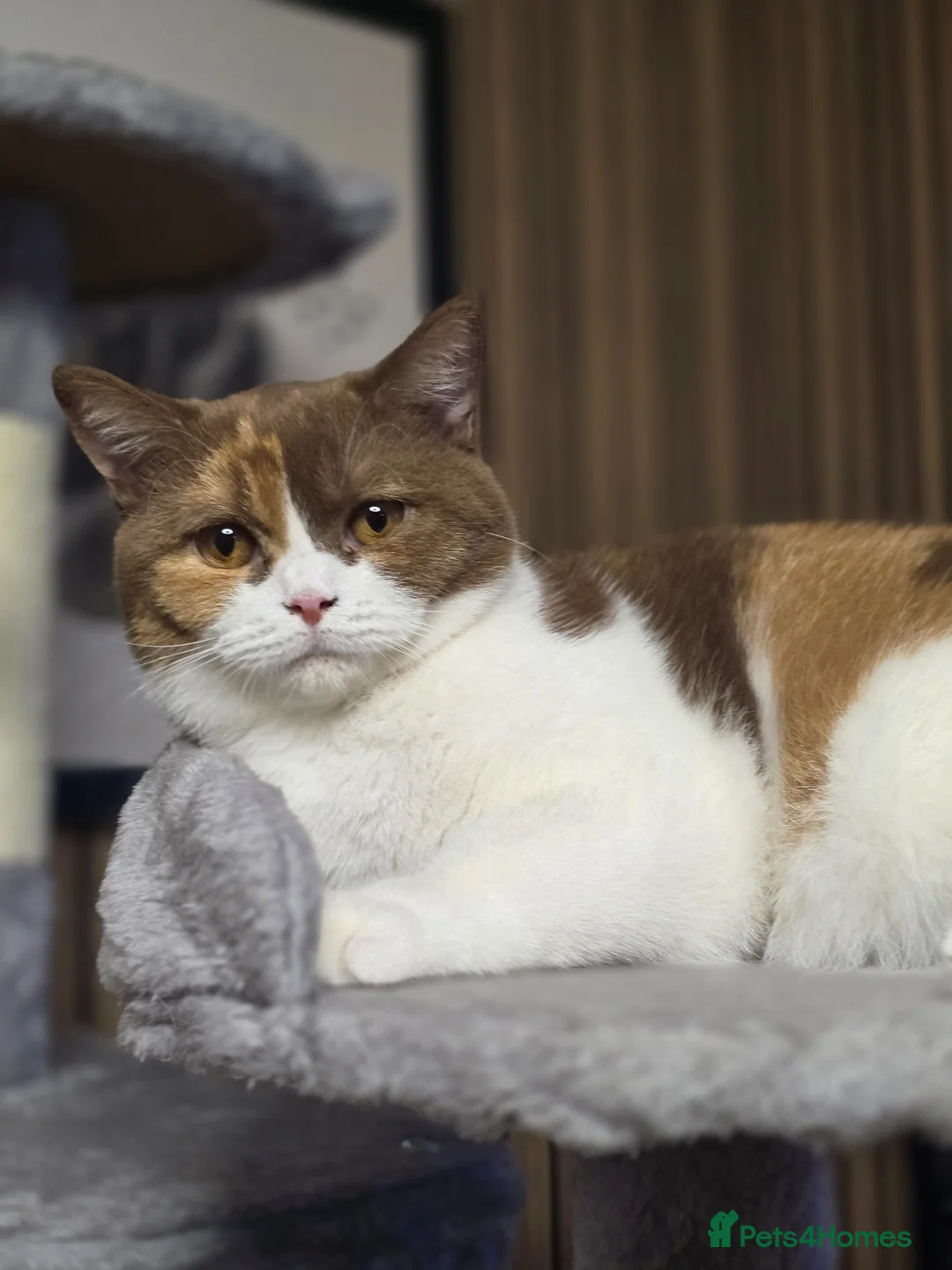 British Shorthair cats for sale: Cinnamon tortie Queen GCCF active - Advert 2