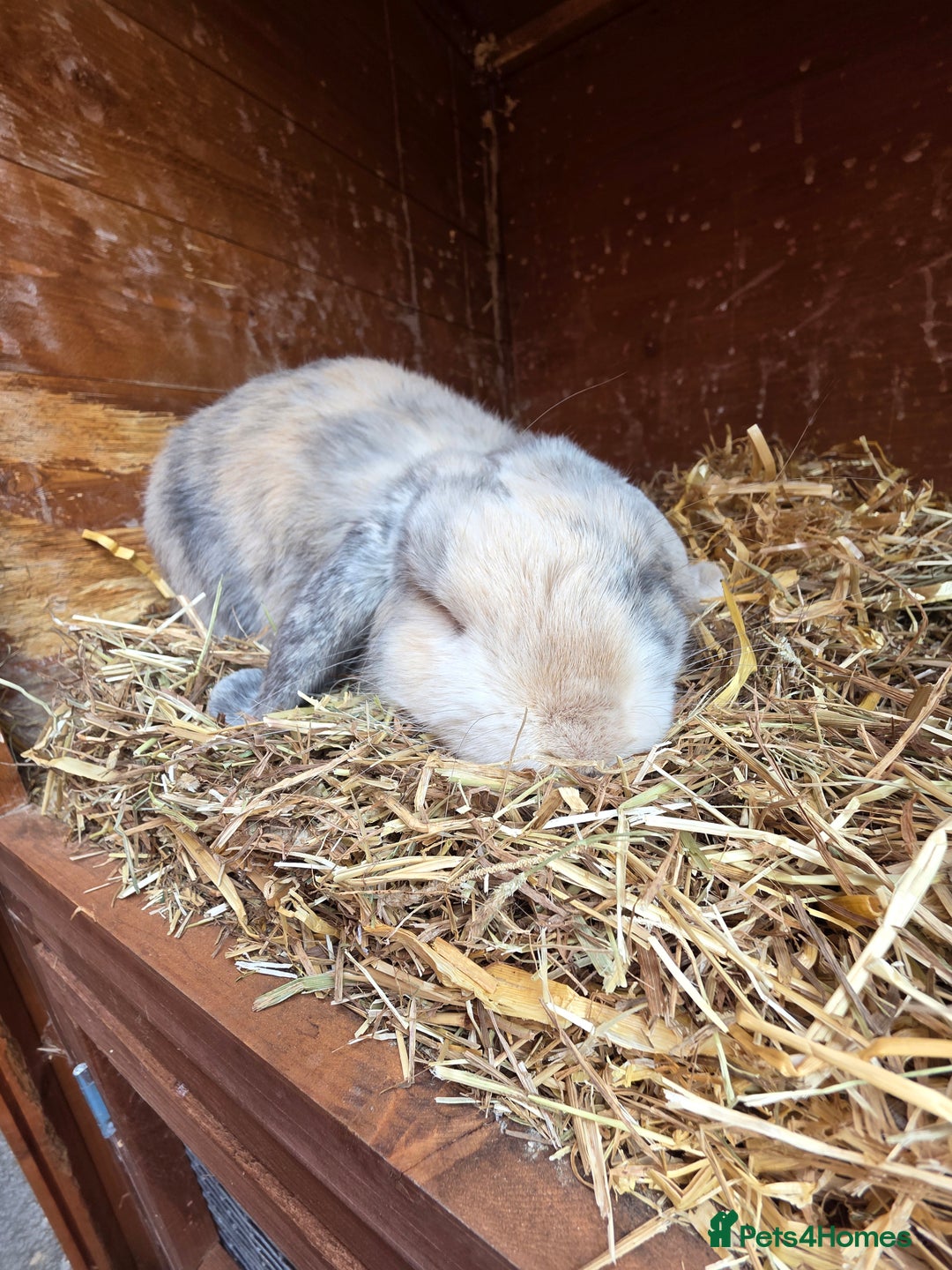Mini Lop rabbits for sale: Mini lop - Advert 8