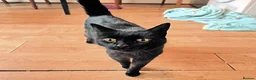 Mixed Breed cats for adoption: MUFFIN - Advert 2