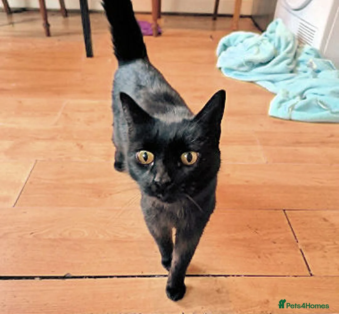 Mixed Breed cats for adoption: MUFFIN - Advert 2