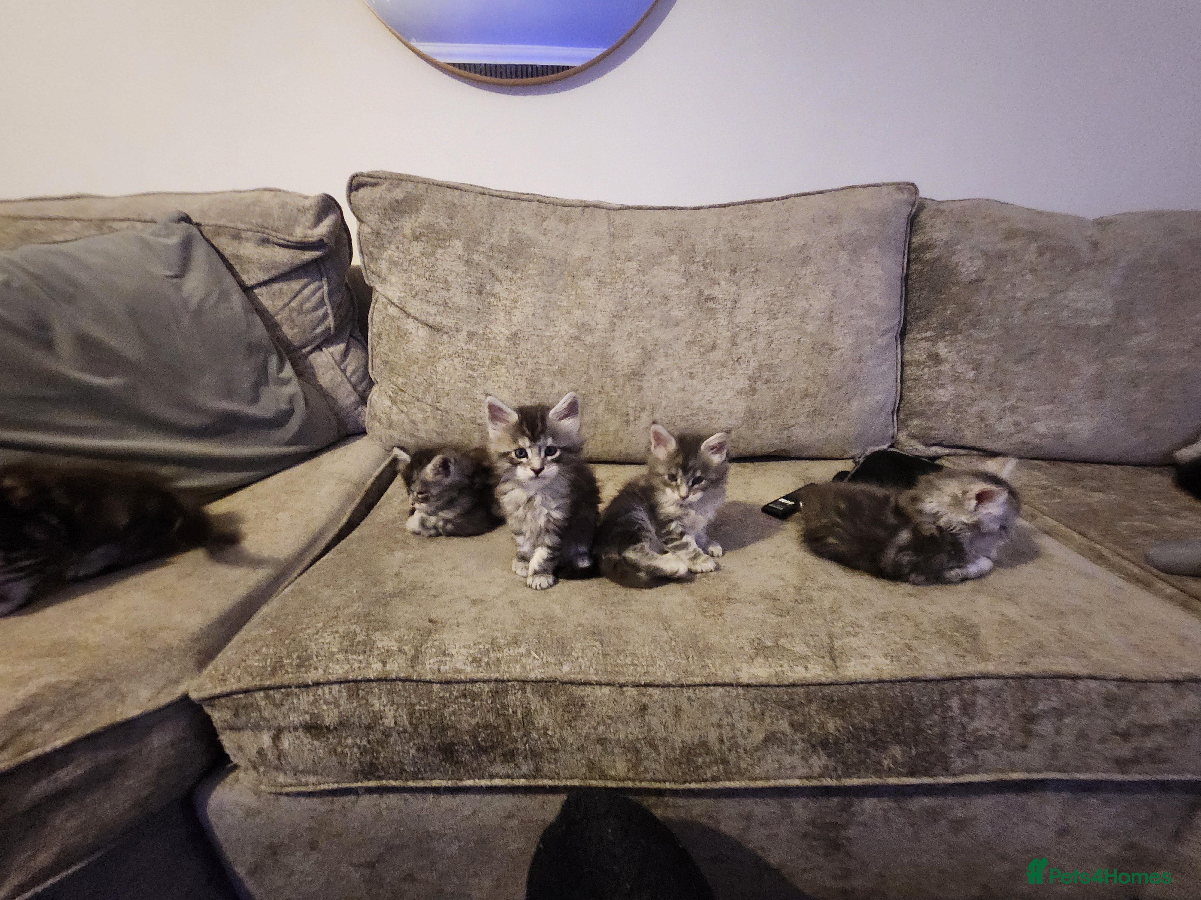 Maine Coon cats Maine coon kittens ready on 22/12/25 - Advert 9