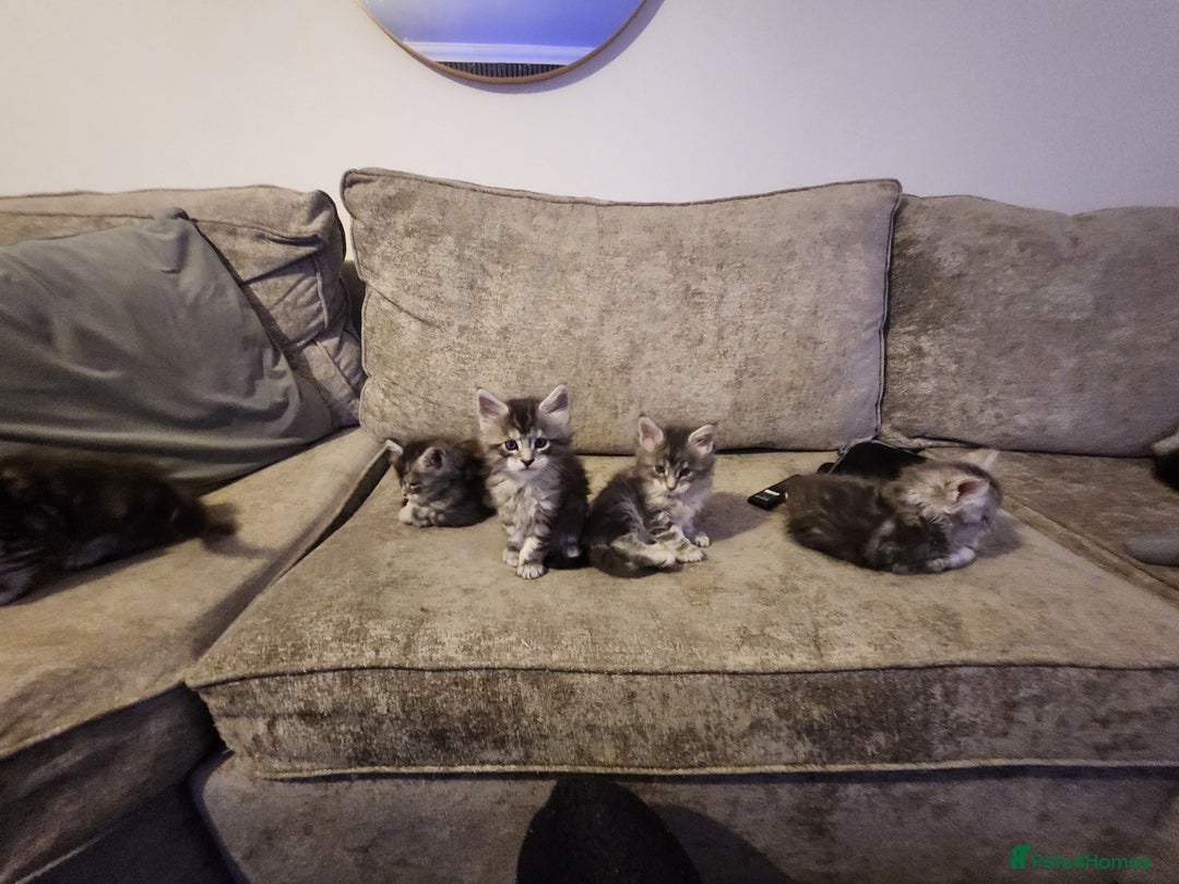 Maine Coon cats for sale: Maine coon kittens ready on 22/12/25 - Advert 1