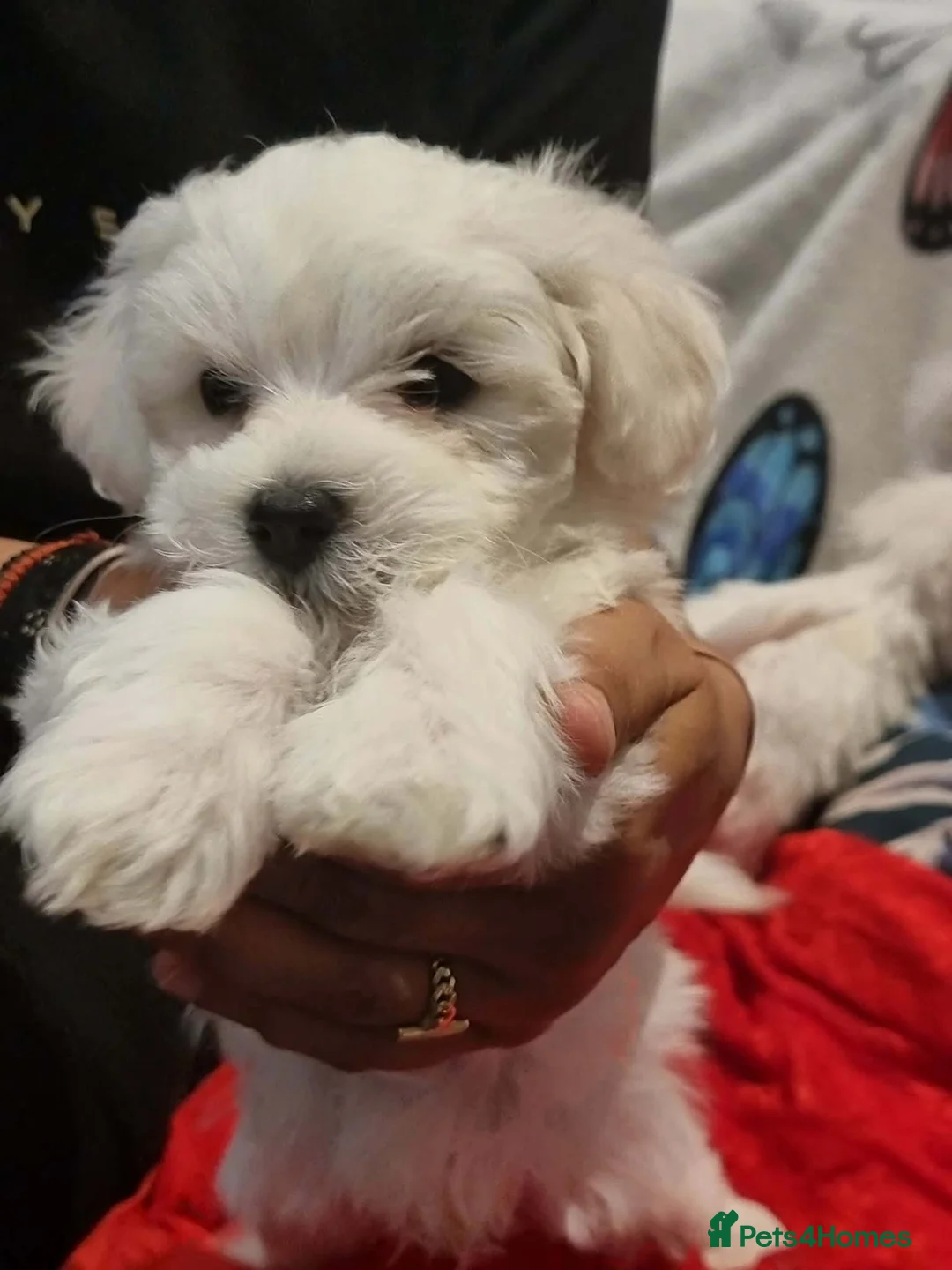 Bichon Frise dogs for sale: Bishon Frise  - Advert 1