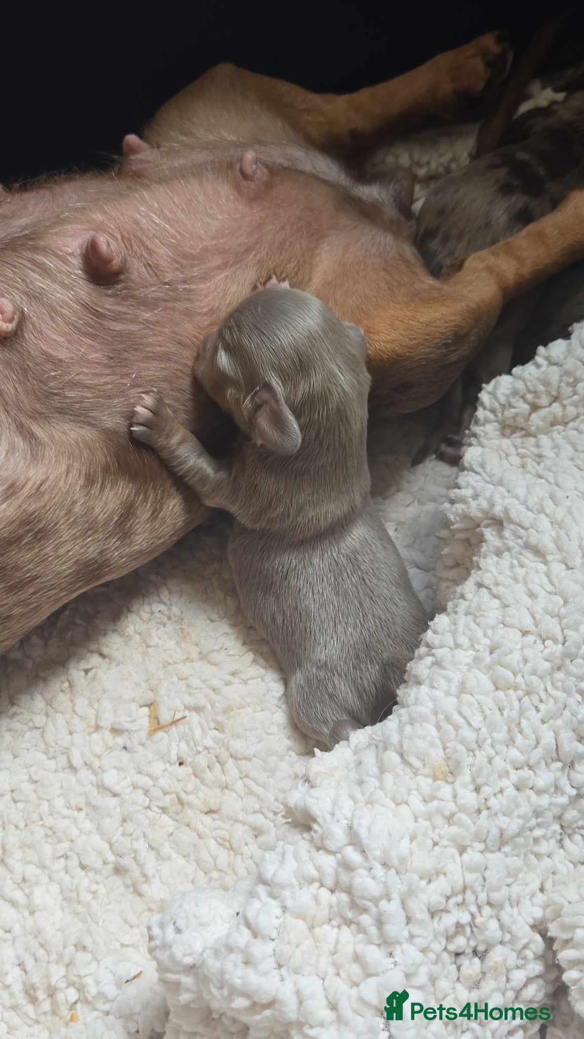 Dachshund dogs for sale: 5 gorgeous dachshund puppies for loving homes in Ludlow - Advert 3